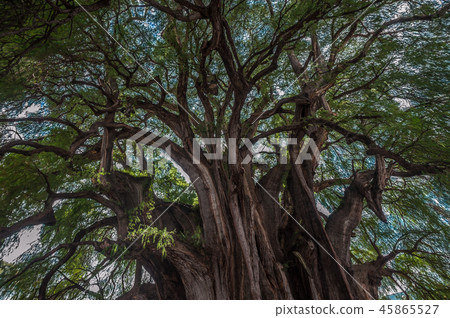 Arbol del Tule, a giant sacred tree in Tule. Arbol del Tule, a giant sacred tree in Tule. 45865527