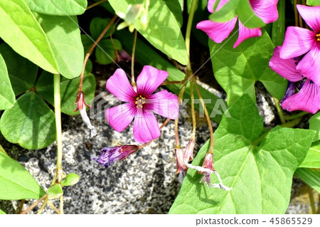  Imokatabami盛開在三鷹中原 45865529