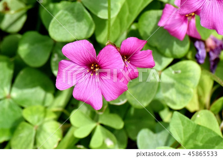  Imokatabami blooming in Mitaka Nakahara 45865533