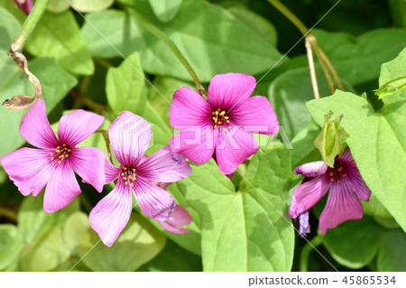  Imokatabami blooming in Mitaka Nakahara 45865534