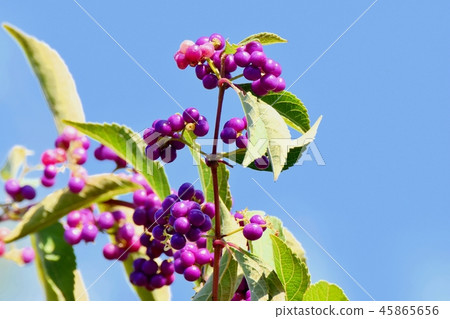 Komurasaki在三鷹中原開花 Komurasaki在三鷹中原開花 45865656
