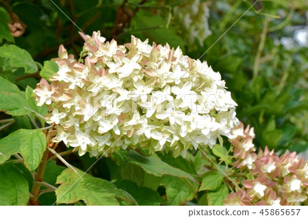 Kashiwaba hydrangea blooming in Mitaka Nakahara Kashiwaba hydrangea blooming in Mitaka Nakahara 45865657