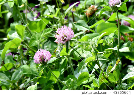 Red clover blooming in Mitaka Nakahara 45865664