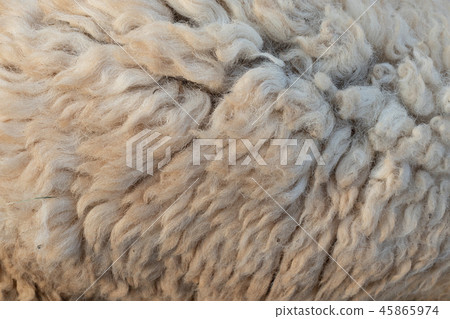 Wool texture background. 45865974