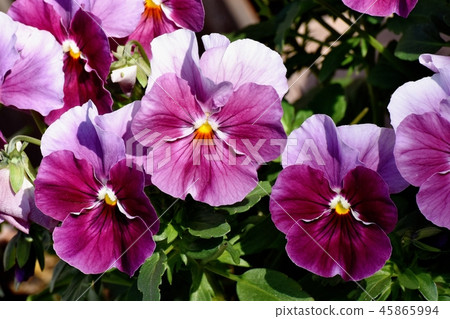 Purple double color viola blooming in Mitaka Nakahara 45865994