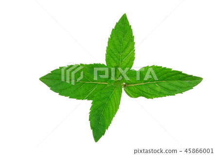 fresh mint leaves isolated on white background fresh mint leaves isolated on white background 45866001
