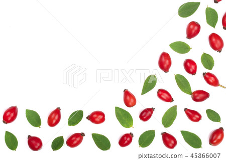 rosehip berries isolated on white background with copy space for your text. Flat lay pattern. Top rosehip berries isolated on white background with copy space for your text. Flat lay pattern. Top 45866007