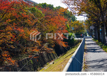 Kitasenri /秋葉連續櫻花樹 Kitasenri /秋葉連續櫻花樹 45866014