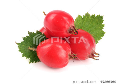 Hawthorn berry with leaf isolated on white background close-up Hawthorn berry with leaf isolated on white background close-up 45866360