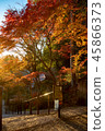 兵庫縣Banshu Kiyomizu寺秋葉 45866373