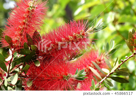 Red Brassica flowers blooming in Mitaka Nakahara 45866517