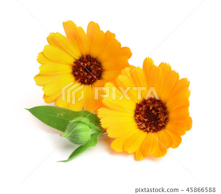 Calendula. Marigold flower with leaf isolated on white background 45866588