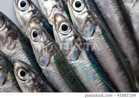 鳳尾魚頭 45867109