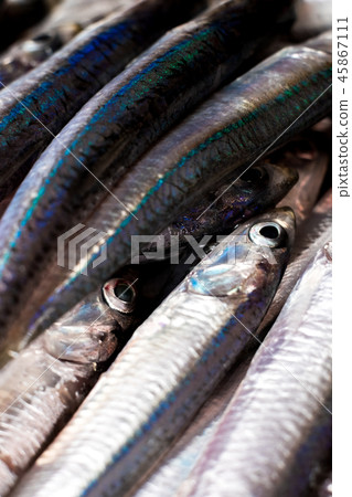 鳀魚 鳀魚 45867111