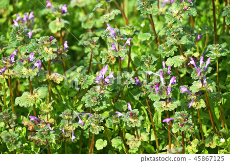 Hotokenosa (Buddha's seat) Hotokenosa (Buddha's seat) 45867125