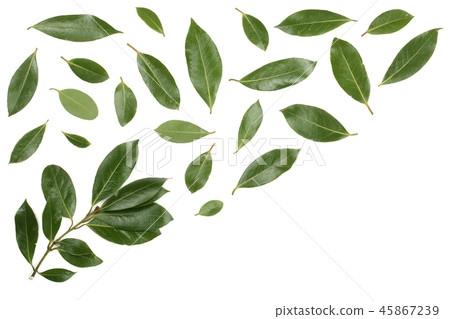 laurel isolated on white background with copy space for your text. Fresh bay leaves. Top view. Flat laurel isolated on white background with copy space for your text. Fresh bay leaves. Top view. Flat 45867239
