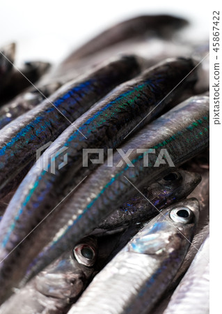 鳀魚 鳀魚 45867422