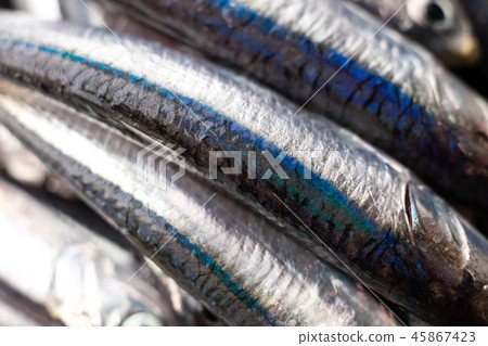 Anch魚身體 Anch魚身體 45867423