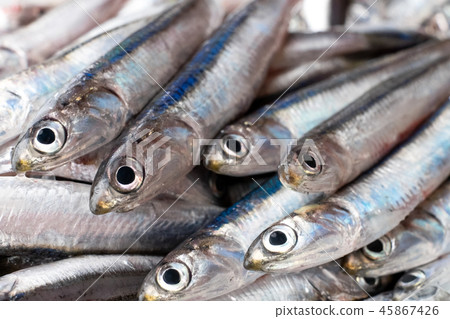 Anchovy Anchovy 45867426