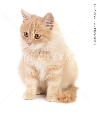 Cute little red kitten isolated on white background 45867461