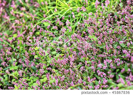 Flower of Inutaden Flower of Inutaden 45867836