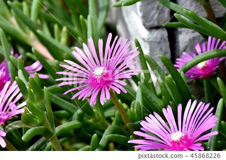 Pink pineapple blooming in Mitaka Nakahara 45868226