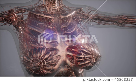 Mammogram radio imaging for breast 45868337