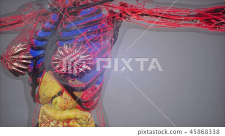 human body model illustration human body model illustration 45868338