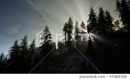 Sun Shining Through Pine Trees in Mountain Forest Sun Shining Through Pine Trees in Mountain Forest 45868386