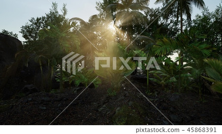 Sun beams of light penetrating dense lush  Sun beams of light penetrating dense lush  45868391