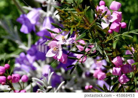 Pink Boronia blooming in Mitaka Nakahara Pink Boronia blooming in Mitaka Nakahara 45868453