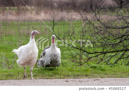 turkey female or gobbler closeup on a green grass background turkey female or gobbler closeup on a green grass background 45868527