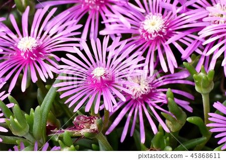 Pink pineapple blooming in Mitaka Nakahara 45868611