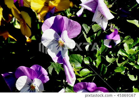 紫色和白色紫羅蘭色開花在三鷹中原 45869167