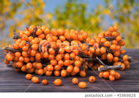Sea buckthorn branch on a wooden table with blurred garden background Sea buckthorn branch on a wooden table with blurred garden background 45869828