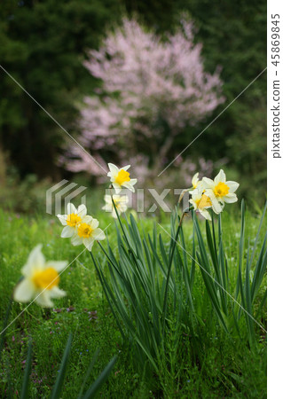 鳥取四季走春天 45869845