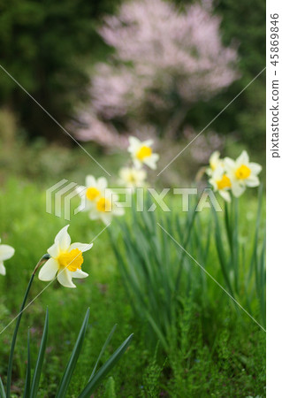 鳥取四季走春天 45869846