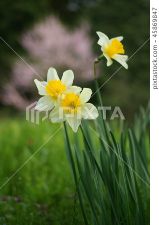 鳥取四季走春天 45869847