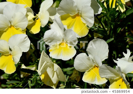 Yellow viola that blooms in Mitaka Nakahara 45869954