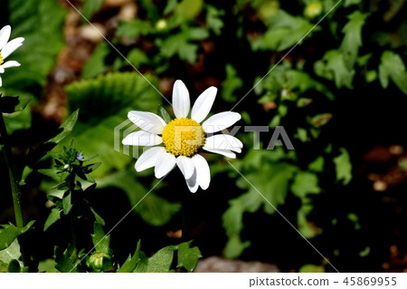 White blooming in Mitaka Nakahara White chrysanthemum north pole 45869955