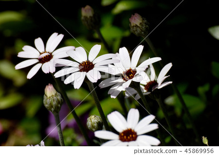 White Margaret Blooms in Mitaka Nakahara 45869956