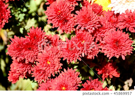 Red cocksque blooming in Mitaka Nakahara Red cocksque blooming in Mitaka Nakahara 45869957