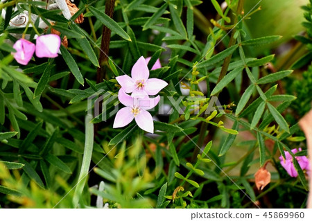 Pink Boronia blooming in Mitaka Nakahara Pink Boronia blooming in Mitaka Nakahara 45869960