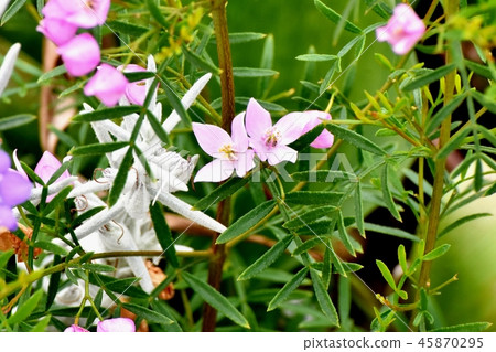 Pink Boronia blooming in Mitaka Nakahara Pink Boronia blooming in Mitaka Nakahara 45870295