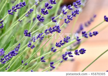 Purple lavender blooming in Mitaka Nakahara 45870305