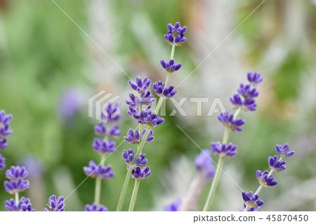 Purple lavender blooming in Mitaka Nakahara 45870450