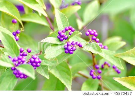 Komurasaki will become Mitaka Nakahara 45870457