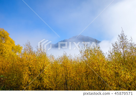 Yellow forest in New Zealand mountains Yellow forest in New Zealand mountains 45870571