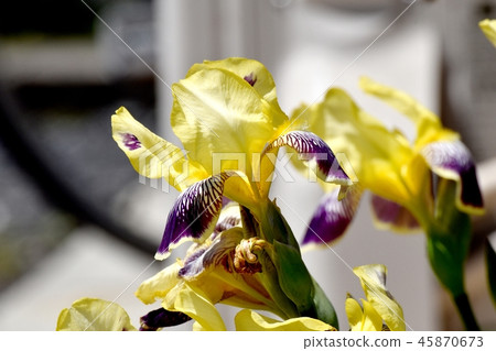 Yellow flowing in Mitaka Nakahara and iris color Yellow flowing in Mitaka Nakahara and iris color 45870673