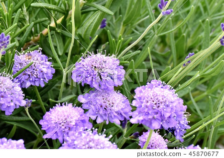 在Mikasa Nakahara綻放的淡紫色gillia 在Mikasa Nakahara綻放的淡紫色gillia 45870677
